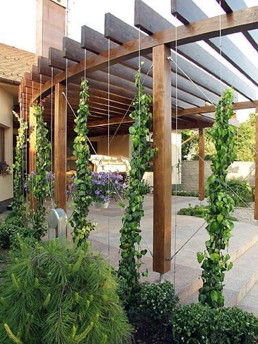 plante-cataratoare