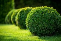 plante-verzi-gradina