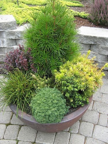 2.4. Idei cadouri de casa noua ghiveci plante de exterior