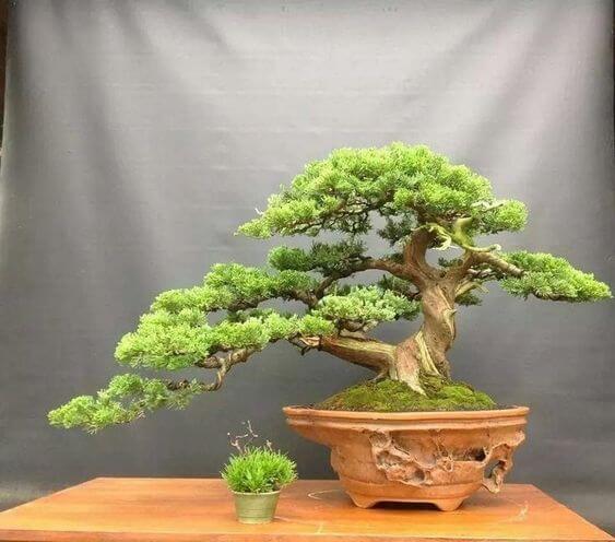 bonsai
