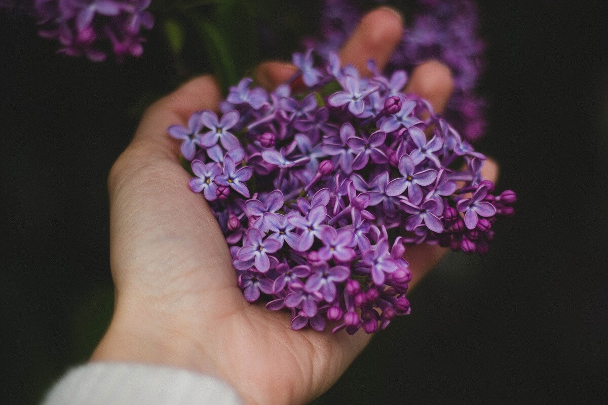 liliac