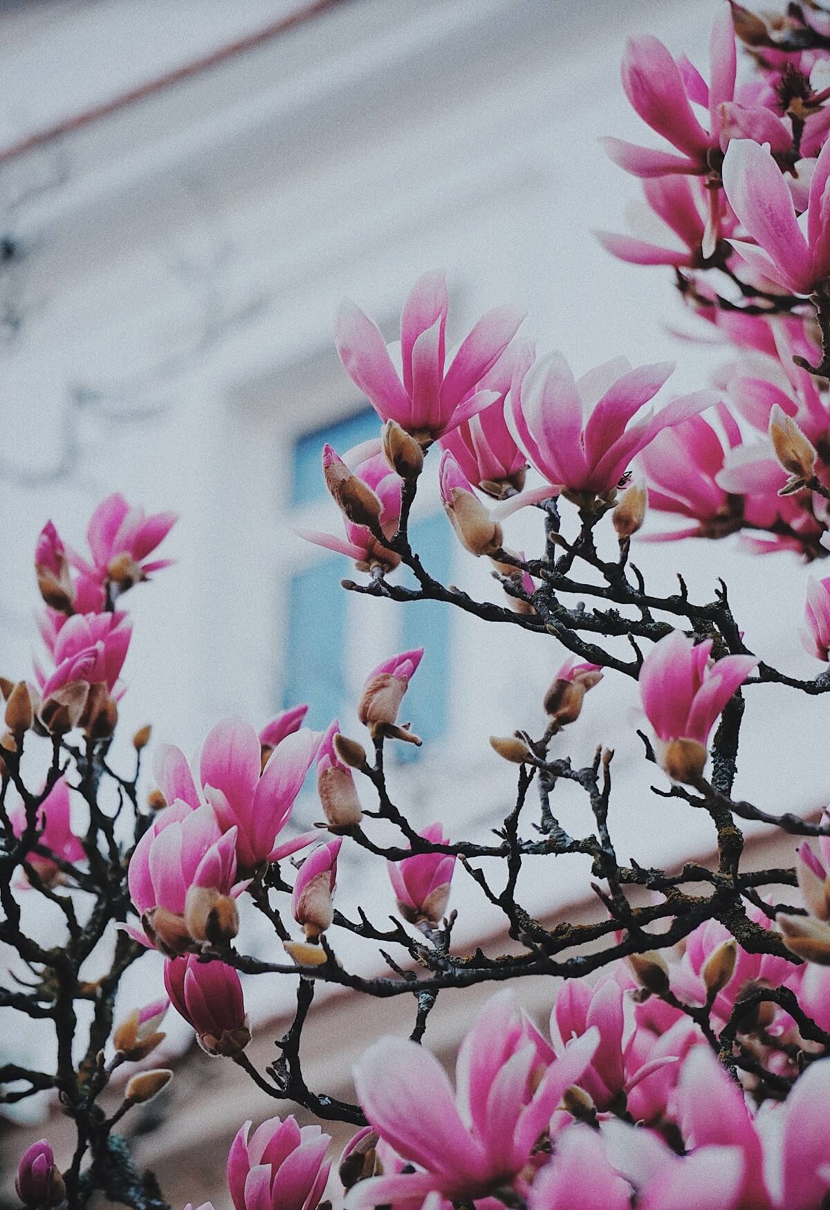 magnolie