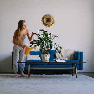 Plante de interior: ghid complet de ingrijire si selectie pentru camera, dormitor si birou