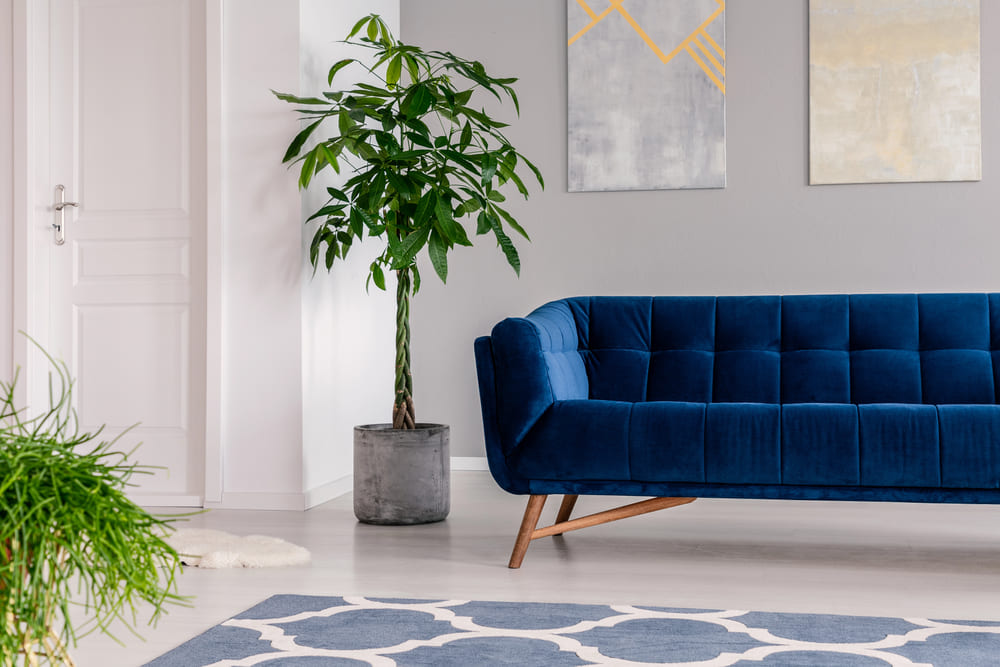 plante-verzi-living